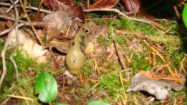 banana slug on the forest floor